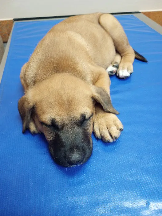 Arkansas Veterinary Clinic 7