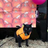 Best Friends Pet Clinic ico