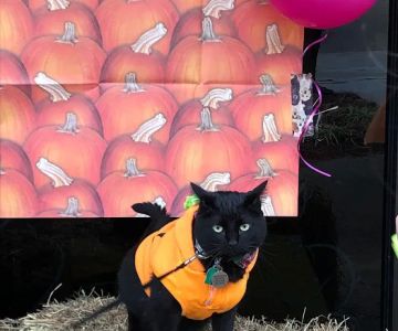 Best Friends Pet Clinic