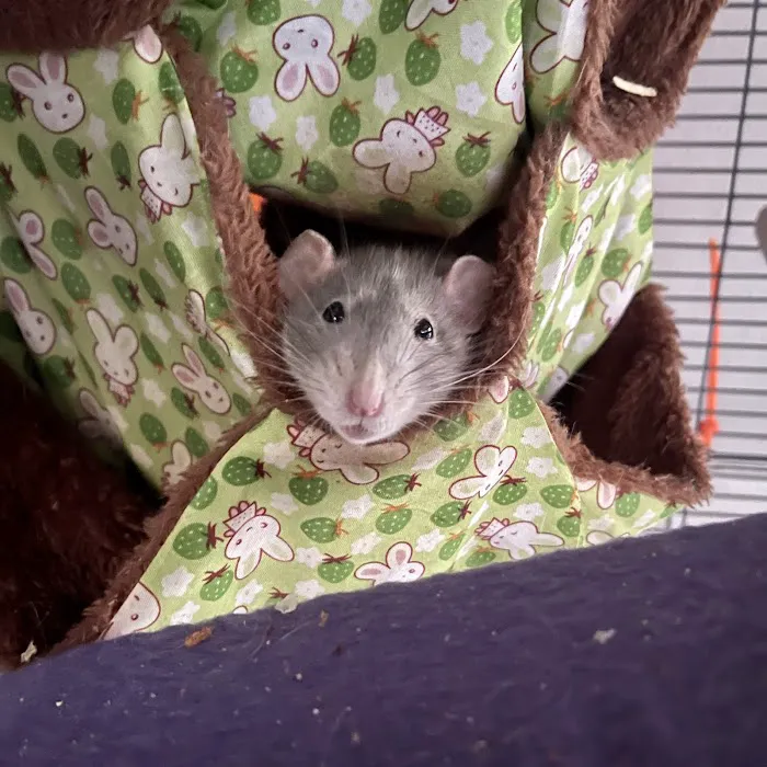 Best Friends Pet Clinic 3
