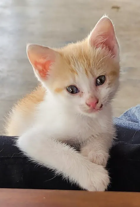 Vetco Total Care Animal Hospital 3