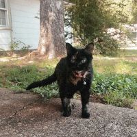 Vetco Total Care Animal Hospital ico