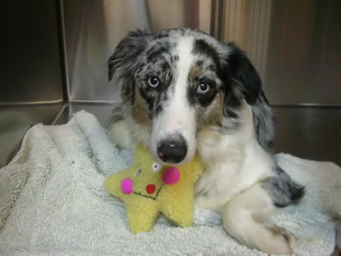 Fianna Hills Pet Hospital 3