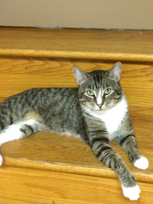 Kitties & Kanines Pet Resource Center, Inc. 1