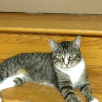 Kitties & Kanines Pet Resource Center, Inc. ico