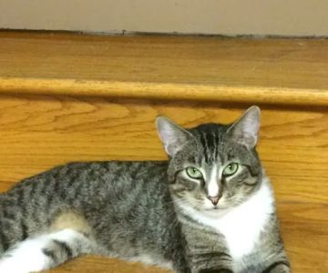 Kitties & Kanines Pet Resource Center, Inc.
