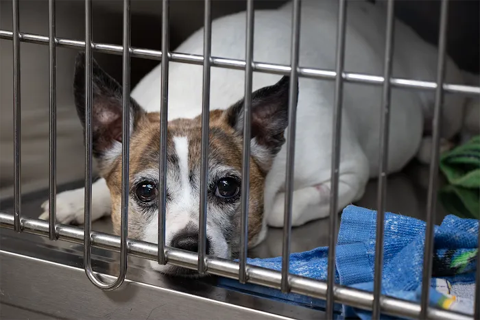 Rye Hill Veterinary Clinic 9