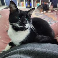 Fort Smith Animal Emergency ico
