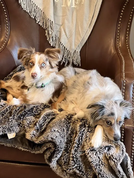 Fort Smith Animal Emergency 4