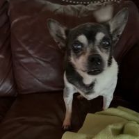 Heavener Animal Clinic ico