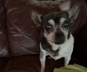 Heavener Animal Clinic