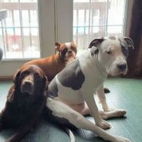 Winthrop Veterinary Hospital ico