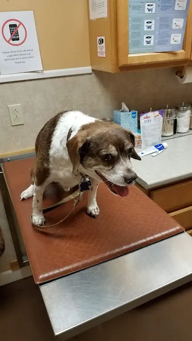 At Home Veterinary Care 7