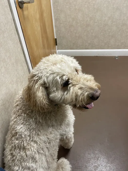 At Home Veterinary Care 10