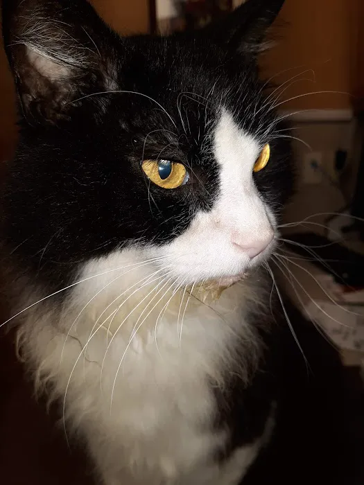 At Home Veterinary Care 9