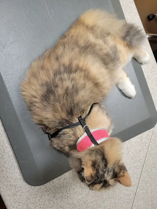 At Home Veterinary Care 5