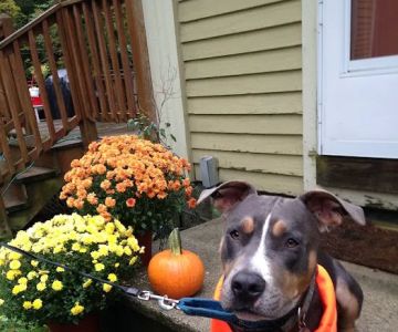 At Home Veterinary Care