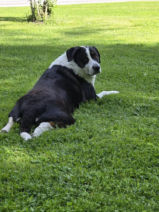 At Home Veterinary Care 8
