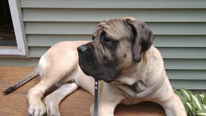 At Home Veterinary Care 2