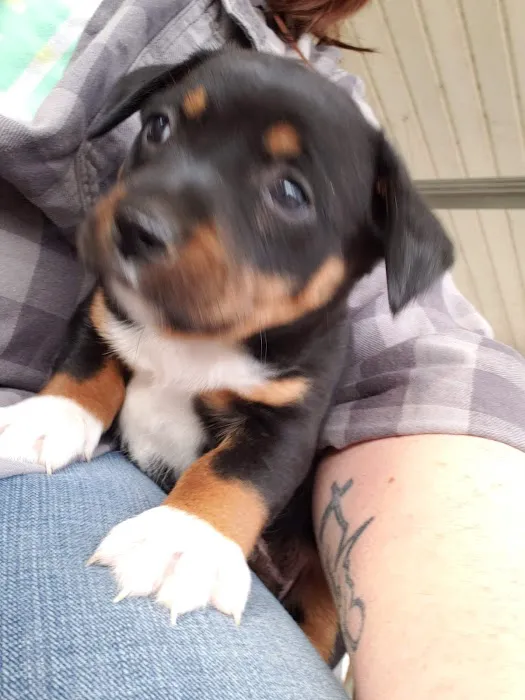 At Home Veterinary Care: Calder Christine DVM 1