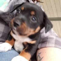 At Home Veterinary Care: Calder Christine DVM ico
