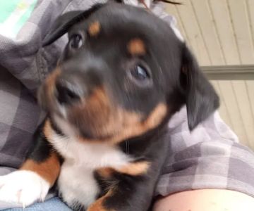 At Home Veterinary Care: Calder Christine DVM