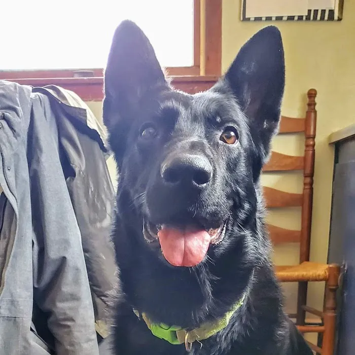 At Home Veterinary Care: Calder Christine DVM 3