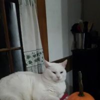 The Cat Hospital ico