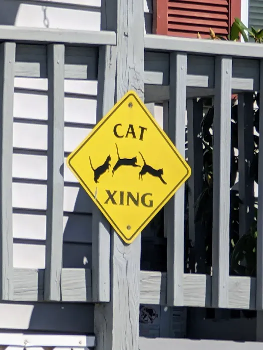 The Cat Hospital 7