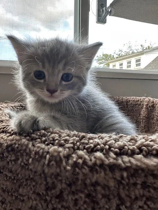 The Cat Hospital 4