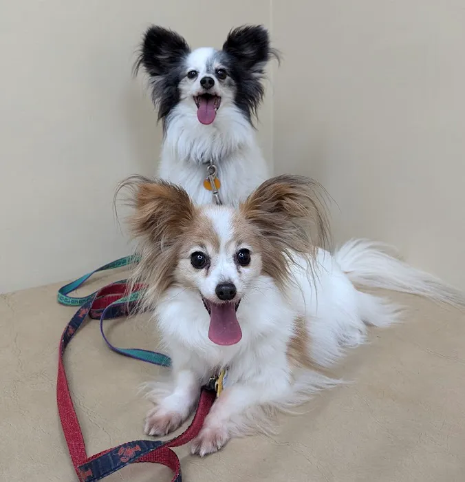 Pine Tree Veterinary Hospital 7