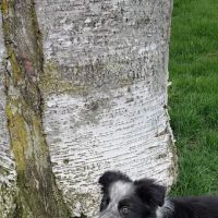 Pine Tree Veterinary Hospital ico