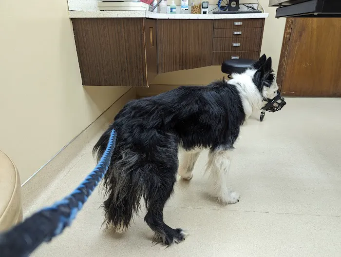 Pine Tree Veterinary Hospital 3