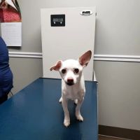 Kennebec Valley Animal Clinic ico