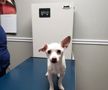 Kennebec Valley Animal Clinic