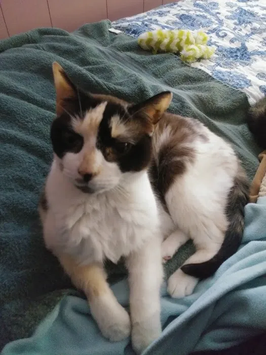 Companion Animal Clinic 9