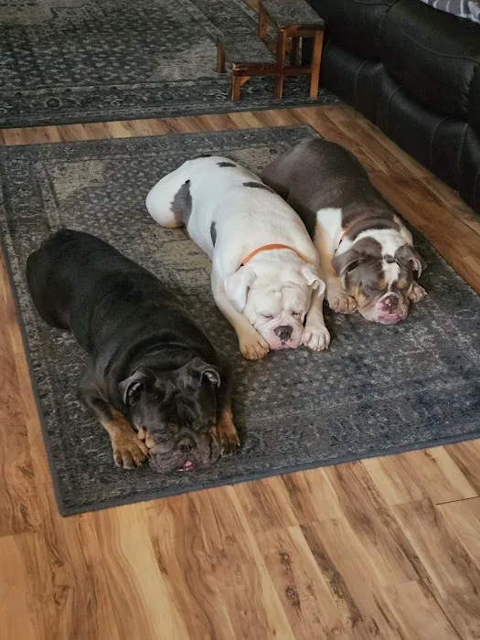 Companion Animal Clinic 4