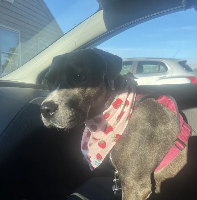 Companion Animal Clinic 10