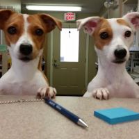 Animal Wellness Center ico