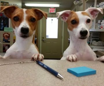 Animal Wellness Center