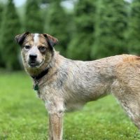 Bath-Brunswick Veterinary Associates ico