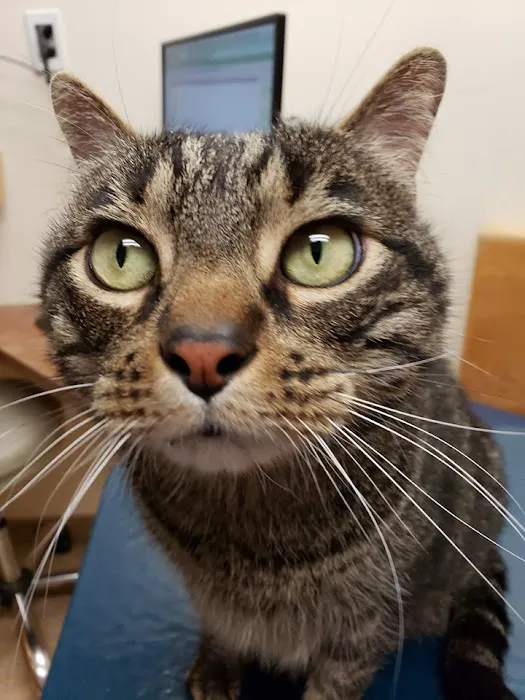 Androscoggin Animal Hospital 5