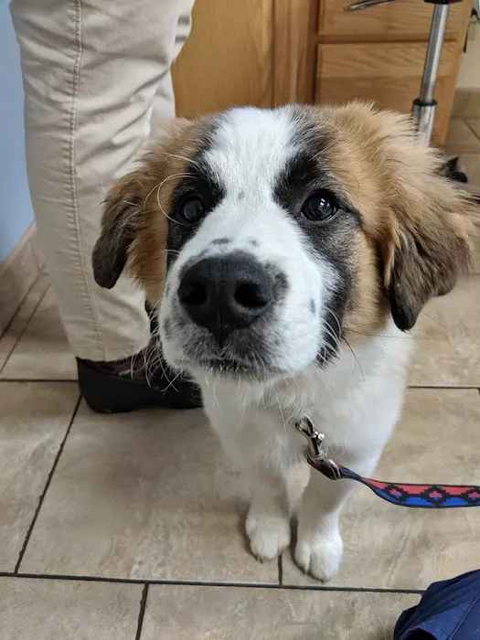 Androscoggin Animal Hospital 6