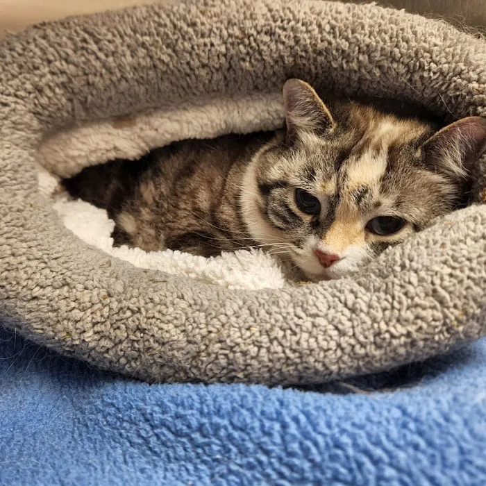 Androscoggin Animal Hospital 8