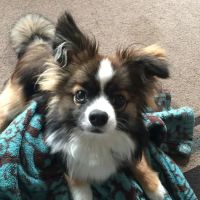 Petit Brook Veterinary Clinic ico