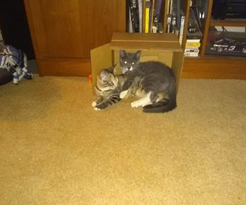 Red Fern Spay & Neuter