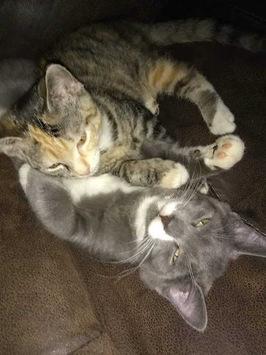 Red Fern Spay & Neuter 2