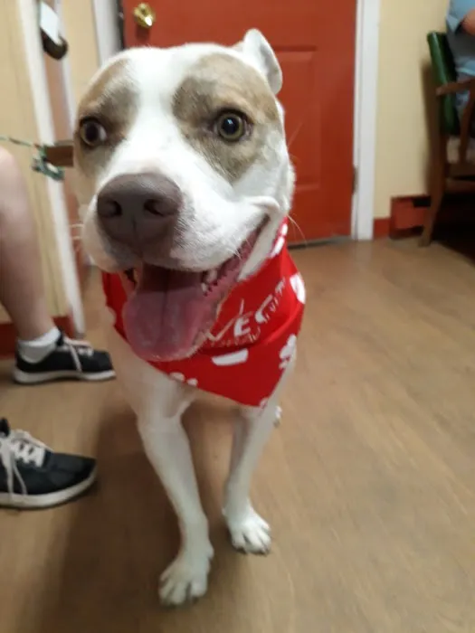 Plattsburgh Animal Hospital 4