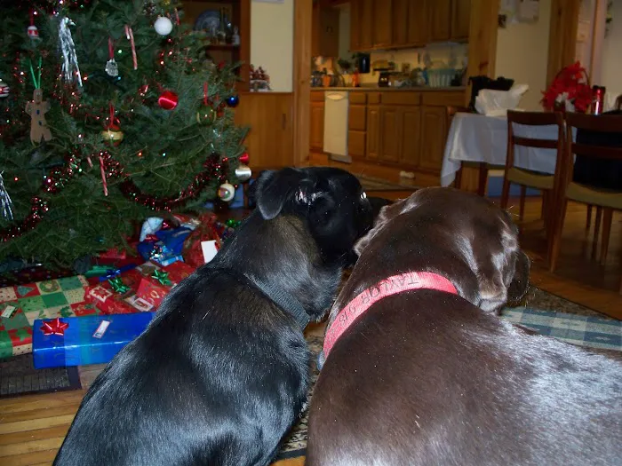 Plattsburgh Animal Hospital 10