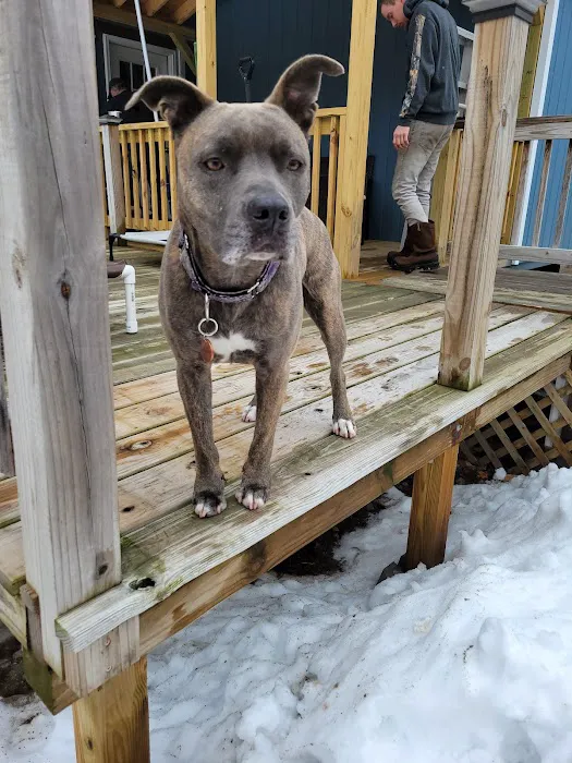 Plattsburgh Animal Hospital 6